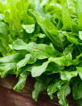 The Lucky Stars Green de Belleville sorrel leaves add tang to fresh salads.