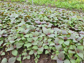 The Lucky Stars Vietnamese Perilla seeds packet for flavorful fresh greens.