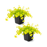 The Three Company Creeping Jenny with chartreuse leaves in bright sun for container color