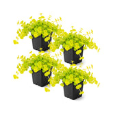 The Three Company Creeping Jenny with trailing growth for containers and low maintenance.