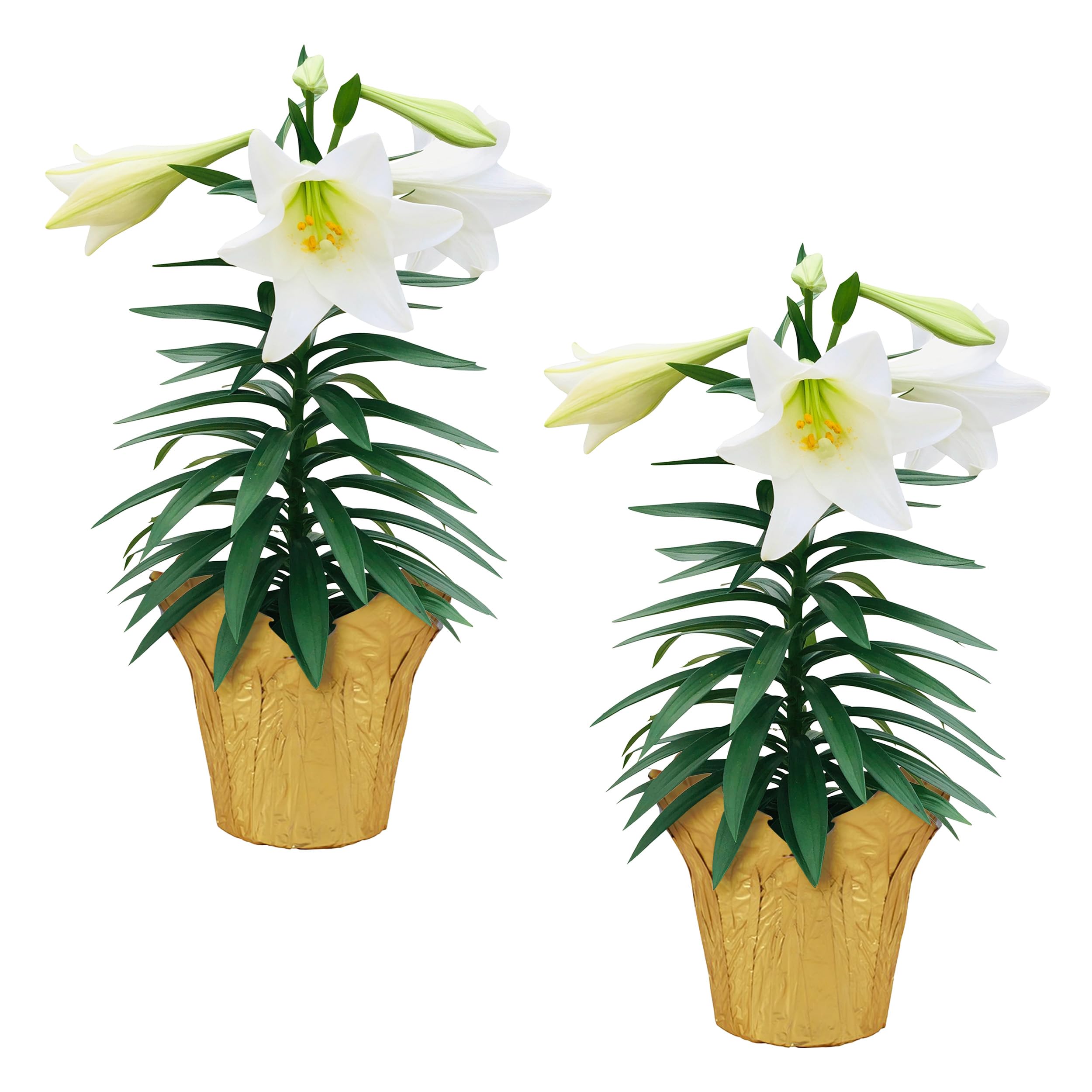 The Three Company Easter Lily deco cover two-plants pack ready for a display