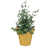 The Three Company eucalyptus air purification plant enhances room air with natural greenery.