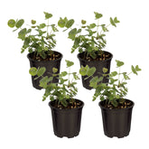 The Three Company eucalyptus live plant 10-inch tall for indoor decor and freshness.