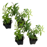The Three Company lemon verbena pack front, ready-to-plant live herbs for fragrant spring garden.