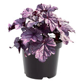 The Three Company Live Heuchera close-up leaves show rich purple tones for shade borders.