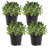The Three Company sage live plant with 8-inch height in a 1-pint pot.