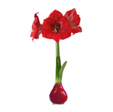 The Three Company waxed amaryllis bulb red wax bloom brightens holiday decor.