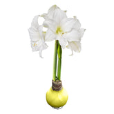 The Three Company waxed amaryllis bulb in yellow wax, ready to brighten a shelf for spring decor.