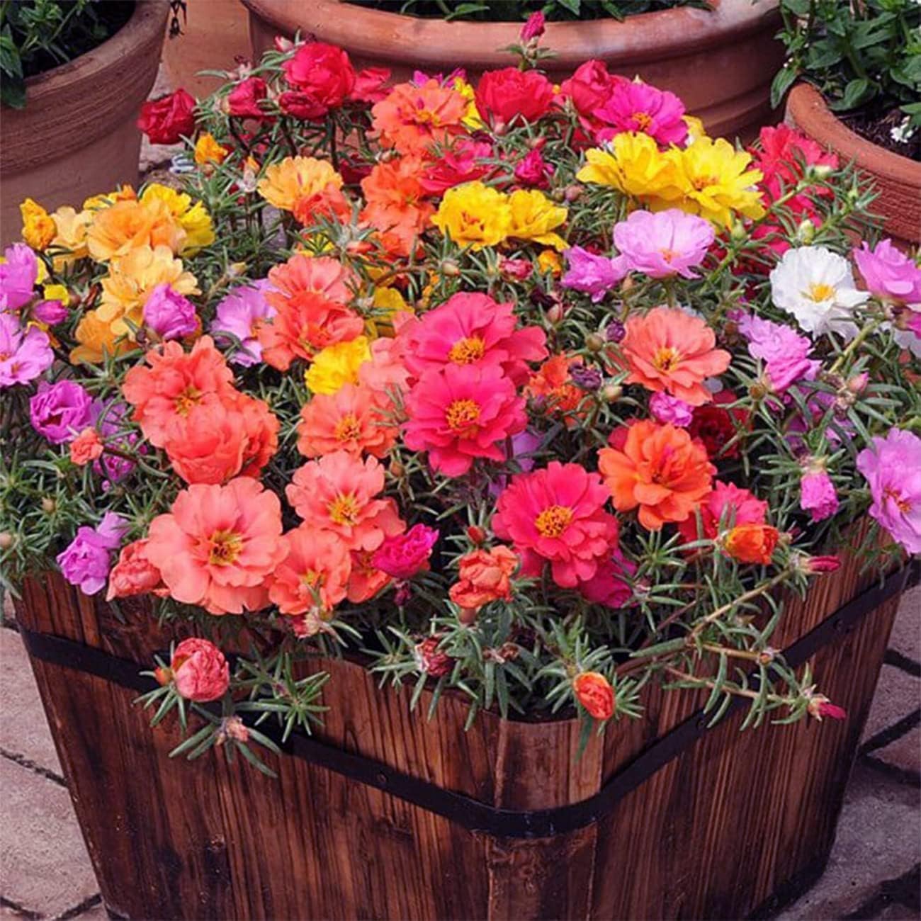 The Lucky Stars Moss Rose seeds packet showing vibrant color options for sunny borders.