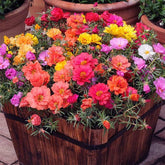 The Lucky Stars Moss Rose seeds packet showing vibrant color options for sunny borders.
