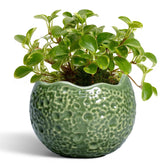 Thirtypot ceramic plant pot with drainage hole for healthy root moisture management