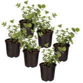 The Three Company eucalyptus live plant in a pint pot for air-purifying decor