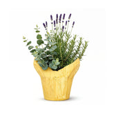 The Three Company rosemary plant in a deco cover adds fresh kitchen aroma.