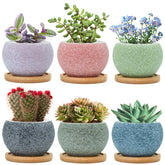 Thriving Thicket 3-inch ceramic pot pack with vibrant colors for indoor succulents.