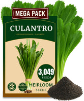 TLSSCO Culantro seeds pack for easy planting and bold flavor.