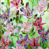 Toad Lily Wonder seeds close-up with purple speckles for shaded garden focal point.