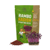 Todd's Seeds Rambo red sprouts in a jar ready for salads