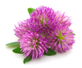 Todd's Seeds red clover seed pack showing non-GMO quality for home sprouting