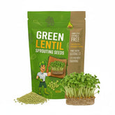 Todd's Seeds sprouting green lentil seeds jar shows high germination potential for home sprouts.