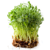 Todd's Seeds sweet green pea sprouting seeds pack for home sprouting and fresh greens