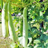 TomorrowSeeds Cucuzza seeds package ready for planting in spring for a high-yield season