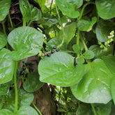 TomorrowSeeds Giant Malabar Spinach seeds pack for quick home garden start.