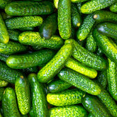 TomorrowSeeds Parisian Gherkin F1 cucumber seeds ready for home gardening and quick pickling.