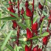 TomorrowSeeds Roselle red hibiscus flowers brighten gardens and inspire vibrant teas.