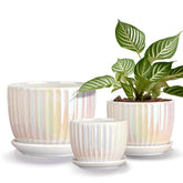 Ton Sin Pearl Gold 6-inch ceramic pot for orchids and succulents with drainage