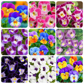 Torenia Wishbone Flower Seed Mix closeup showing blue blooms for shaded borders.