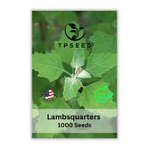 TP SEED Lambs Quarters seeds packet for home herb gardening