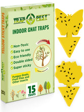 TRAP A PEST gnat trap on soil protects indoor plants.