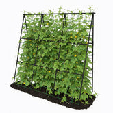 Trellume Cucumber Trellis front view shows sturdy rust-resistant frame for climbing cucumbers