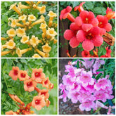 Trumpet Vine Seeds close-up showing vibrant flowers attracting hummingbirds.