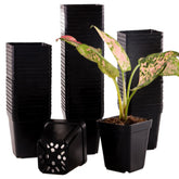 Tulpeed square nursery pot 2.2 inch with drainage holes for healthy root airflow.