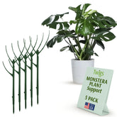 Twigs GA stackable monstera stake at pot edge supports growth with minimal root disturbance.