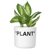 TwoDays Off-White sneaker planter front view showing compact plant display