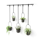 Umbra Triflora window-hanging planter display for fresh herbs in your kitchen window