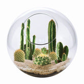 Unique Gardener cactus terrarium kit with glass terrarium creates a stylish indoor oasis.