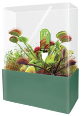 Unique Gardener Venus Fly Trap seed disk ready for terrarium planting