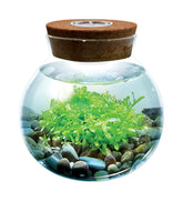 Unique Gardener WaterPlants glass globe terrarium enhances desk ambiance and calm.
