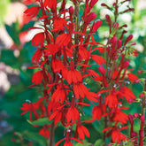 USBRANDSEED cardinal flower seeds bloom close-up, vivid red petals attract hummingbirds.