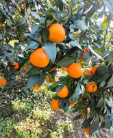 USBRANDSEED mandarin orange seeds for indoor container gardening.