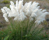 USBRANDSEED pampas grass white plumes, ideal for borders and cutting gardens.