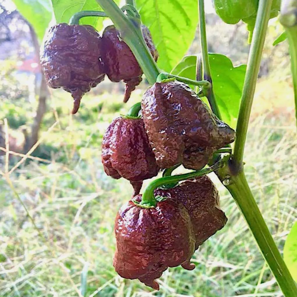 USBRANDSEED Chocolate Carolina Reaper seeds pack front view, ideal for starting a bold home garden
