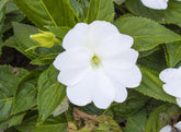 USBRANDSEED dwarf white impatiens seeds pack close-up for shade garden use
