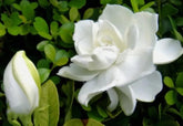 USBRANDSEED Gardenia seeds pack for sowing and ornamental growth.