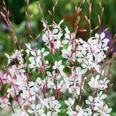 USBRANDSEED Gaura Lindheimeri seeds overview for sun-loving wildflower gardens.