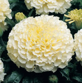 USBRANDSEED Moonlight double marigold seeds pack shot highlights heirloom blooms for vibrant borders