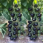 VAACNEE MOCCUROD seeds packet with European black cherry tomatoes for container gardening
